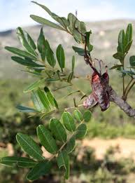 Image result for Macledium poggei