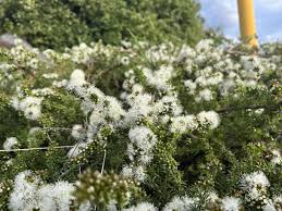 Image result for Kunzea