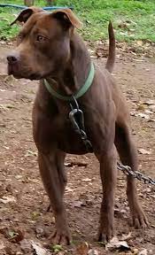 Check spelling or type a new query. Pit Bull Terriers Rhino Kennels