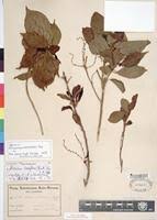 Image result for Alchornea laxiflora