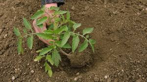 Arrosez vos plants le matin ou quelques heures avant de planter : Comment Planter Les Tomates En Terre Blog Jardin Couvert Conseils Jardinage Et Serres