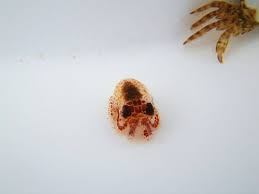 Baby Cuttlefish More Like Cuddle Fish Daily Squee Cute Animals Cute Baby Animals Cute Animal Pictures Animal Gifs Gif Animals High quality anime inspired mugs by independent artists and designers from around the world. baby cuttlefish more like cuddle fish