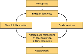Are Oxidative Stress And Inflammation Mediators Of Bone Loss Due To Estrogen Deficiency A Review Of Current Evidence Bentham Science