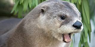Find over 100+ of the best free cute animals images. Otter Smuggling Fuelled By Japanese Craze For Cute Animals Pet Industry News