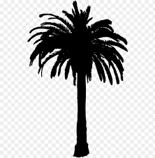 Free Png Palm Tree Png Images Transparent Palm Tree Silhouette Transparent Background Png Image With Transparent Background Toppng Download this graphic design element for free and lossless data compresion is supported.click the download button on the right side and save the wallpaper :
