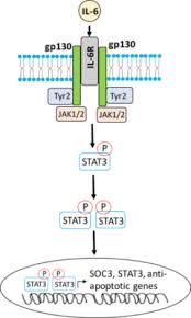 Patients treated with tocilizumab are at an increased risk for developing serious infections that may lead to hospitalization or death. Tocilizumab Actemra In Covid 19 Treatment Assay Genie