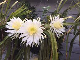 The cuttings must be allowed to grow callouts and. Selenicereus Testudo Or Dog Tail Cactus Cactus Decor Cactus And Succulents Succulents
