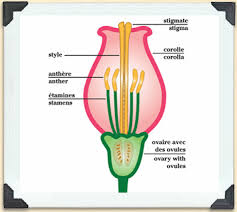 Sexual reproduction produces offspring by the fusion of gametes. The Importance Of Bees Pollination Bees A Honey Of An Idea