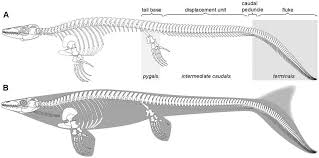 You can search several different ways, depending on what information you have available to enter in the site's search bar. Fossilguy Com Mosasaur Facts And Information The Great Marine Reptiles Of The Cretaceous