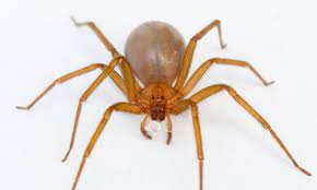 Pin On Animales Invertebrados Biologia