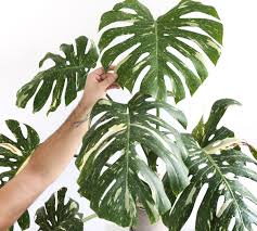 Variegated Monstera Deliciosa Thai Constellation Low Light House Plants Monstera Deliciosa Variegated