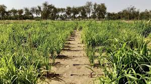 Dunigabut.net adalah sebuah situs hiburan untuk nonton film online dan download film terbaru subtitle indonesia. This Norwegian Startup Wants To Turn Dubai S Desert Into Farmland Cnn