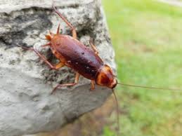 2 nice guys termite & pest control offers humane wildlife control services throughout chesterfield, imperial, st. Roach Control Archives Hogarth S Pest Control And Wildlife Removal