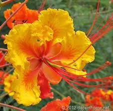 Mexican Bird Of Paradise Plant Varieties Growing And Care Of Mexican Bird Of Paradise Plant Paradise Plant Birds Of Paradise Plant Paradise Flowers