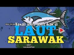 Warna emas di temukan di malaysia dan yang terakhir warna merah yang ditemukan di indonesia. Kenali Jenis Jenis Ikan Di Laut Negeri Sarawak Malaysia Youtube