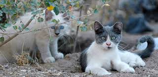 Banjo must have ordered the lion but she won't tell me the truth, she is lion! Trap Neuter Return Tnr Feral Stray Cats Best Friends Animal Society