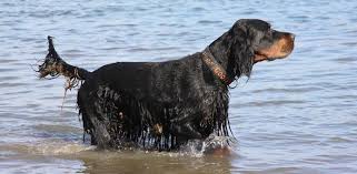 Image result for skotský setr gordonsetr