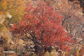 Image result for Pseudolachnostylis maprouneifolia