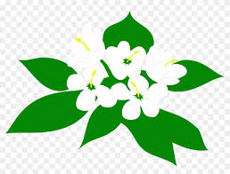 Flowers White Sampaguita Flower Clipart Png Transparent Png 425826 Pikpng Necklace png & psd images with full transparency. sampaguita flower clipart png