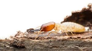We set the highest standards for san antonio pest control services, and for the technicians we employ. Termite Control Extermination Apple Pest Control