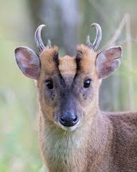 Some people do keep deer as private pets, however. 30 Muntjacs Deer Ideas Deer Animals Wild Animals