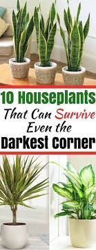 Houseplants That Can Survive In Even The Darkest Corner Plants Indoor Plants Inside Plants