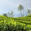 Kebun teh terluas di dunia. 3