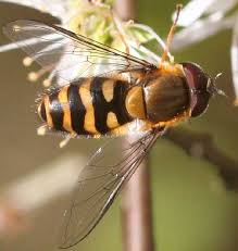 Black And White Striped Ground Bees Syrphus Torvus Pictures Of Insects Animals Insects