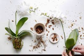 Every two days, spray the roots directly with a mister to soak them thoroughly. 10 Things Nobody Tells You About Orchids Gardenista