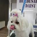 Daisy Hundefriseur
