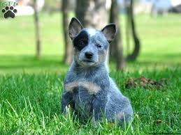 There is a rehoming fee. Blue Heeler Puppies For Sale