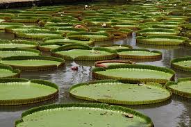 Check spelling or type a new query. What Plants Are In The Amazon Rainforest Delfin Amazon Cruises Delfin Amazon Cruises