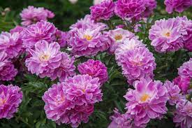 Dec 15, 2020 · what is a perennial plant? 10 Foolproof Perennial Plants For The Northeast U S