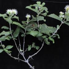 Image result for Englerina subquadrangularis