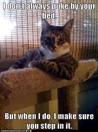 Animal Memes The Most Interesting Cat In The World Same Spot Every Time Nurse Memes Humor Funny Animal Pictures Funny Cat Memes