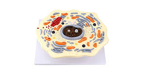 Check spelling or type a new query. Amazon Com Scientific Human Anatomy Animal Thin Chest Model Animal Cell Structure Microscopically Magnified Golgi Mitochondrial Organism Science Kits Lab Supplies For School Sports Outdoors