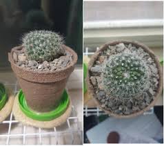 They are unique flowers because they have dozens of stamens and petals, rather than the usual 5 to the ovary of the cactus flower is buried deep in the flower's interior. Old Lady Or Birthday Cake Cactus Mammillaria Hahniana There Will Be Some Scarring On Top For A While Where I Carefully Pried O Cactus Flowers Succulents