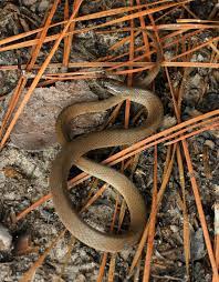 Rough Earth Pet Snake Snake Earth