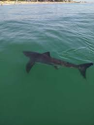 But why sharks socialize is still an open question. White Shark Attack What Is Your Risk Shark Stewards