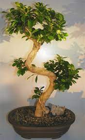Ginseng Ficus Bonsai Tree Curved Gnarled Trunk Ficus Microcarpa Bonsai Tree Price Bonsai Tree Types Bonsai Trees For Sale