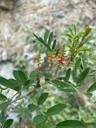 Image result for Indigofera setiflora