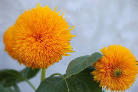 You can use seeds to grow them. Teddy Bear Sunflower How To Grow And Care For Teddy Sunflower