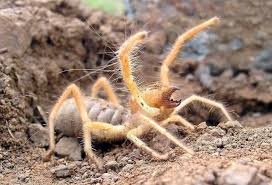 Find out truthful information about camel spiders. Camel Spiders 20 Pics