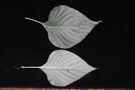 Image result for Justicia scandens