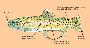 The refseq genome records for oncorhynchus mykiss were annotated by the ncbi eukaryotic genome annotation pipeline, an automated pipeline that annotates genes. Eagle Lake Rainbow