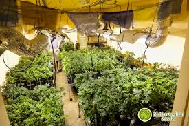 Check spelling or type a new query. Grow Lights For Indoor Cannabis Cultivation Philosopher Seeds