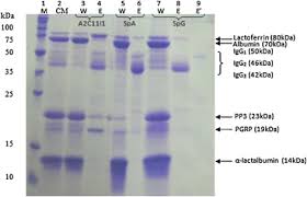 Anisakis, igg антитела к возбудителю анизакидоза (нематодам рода anisakis), igg. A Synthetic Protein G Adsorbent Based On The Multi Component Ugi Reaction For The Purification Of Mammalian Immunoglobulins Sciencedirect
