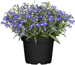 Image result for foto Lobelka