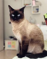 12 best cat breeds for kids and families zoponder best cat breeds cat breeds cool cats