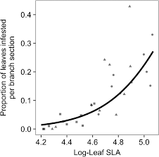 Image result for Phyllonorycter leucographellus